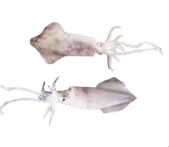 Calamari (Loligo SPP)
