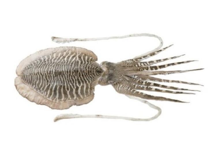 Cuttlefish (SEPIA PHARAONIS)