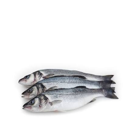 Horse Mackerel