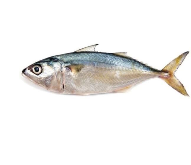 Indian Mackerel