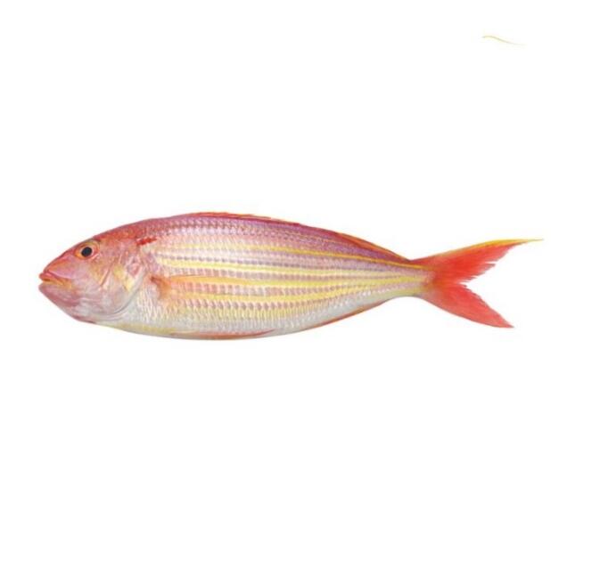 Japanese Threadfin Bream