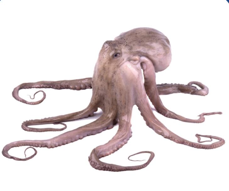 Octopus (OCTOPUS VULGARIS)