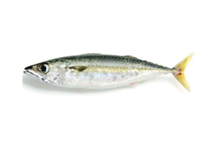 Pacific Mackerel