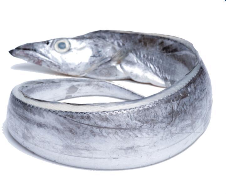 Ribbonfish (TRICHIURUS LEPTURUS)