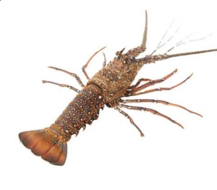 Rock Lobster (PANULIRUS HOMARUS)