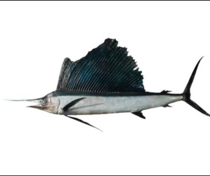 Sailfish (Istiophorus)