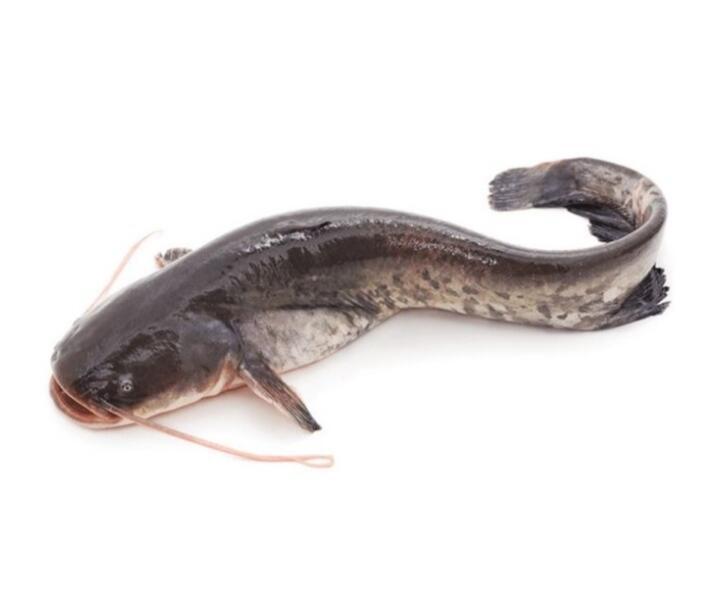 Sea Catfish (Arius Thalassinus)