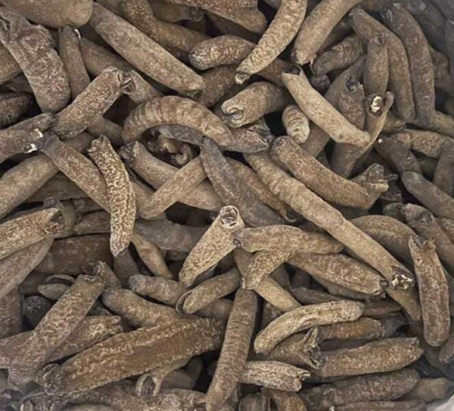 Sea Cucumber