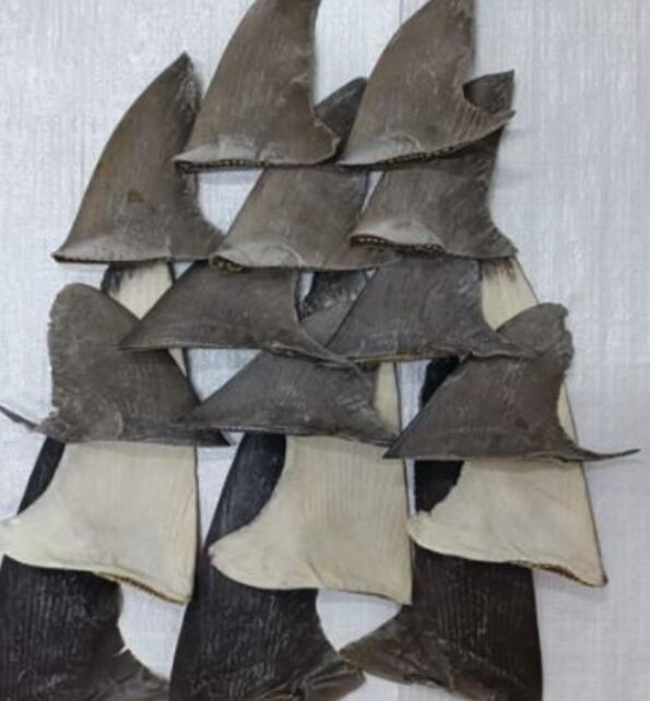 Shark Fins (Silky)
