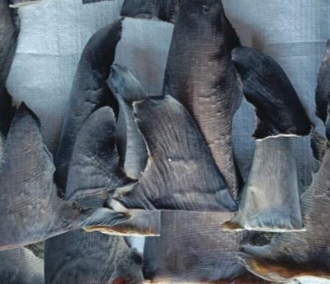 Shark Fins (Thresher)