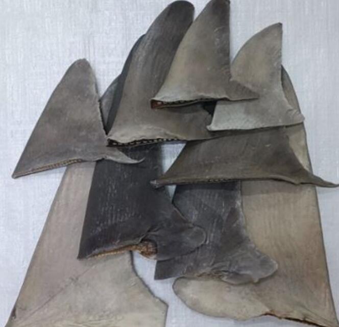 Shark Fins (Tiger)