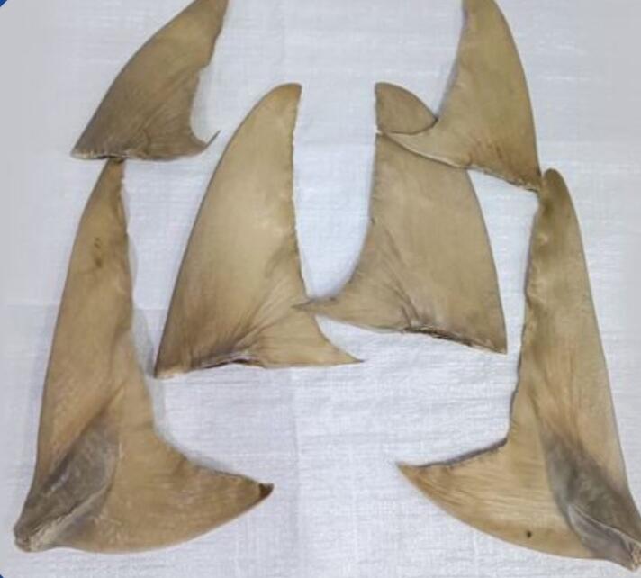 Shark Fins (White)