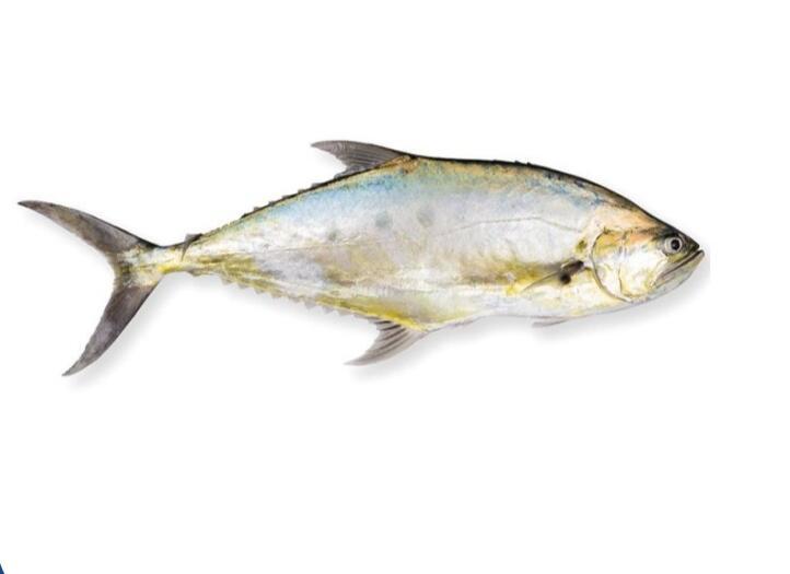 Talang Queenfish