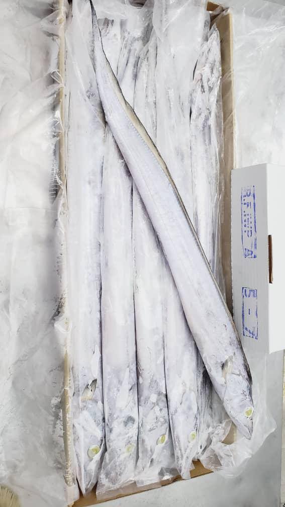 Ribbonfish (TRICHIURUS LEPTURUS)