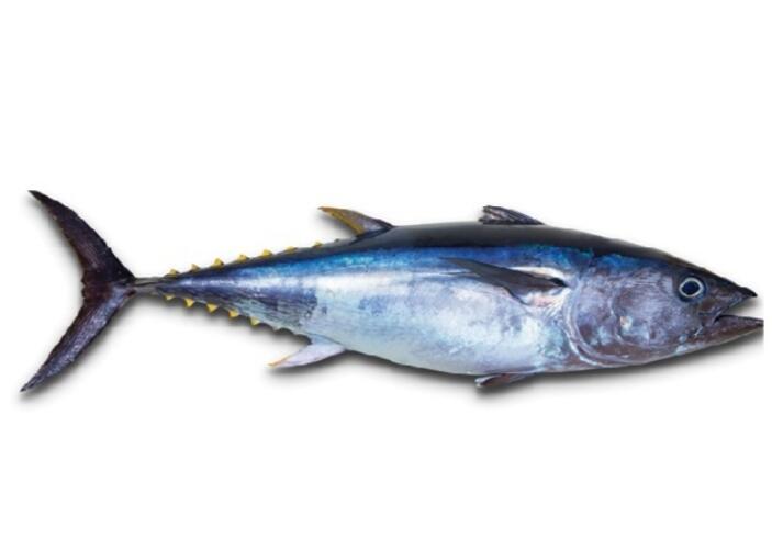 Yellowfin Tuna (THUNNUS ALBACARES)