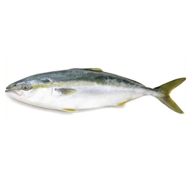 Yellowtail Scad